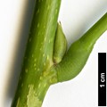 SpeciesSub: var. macrostachya